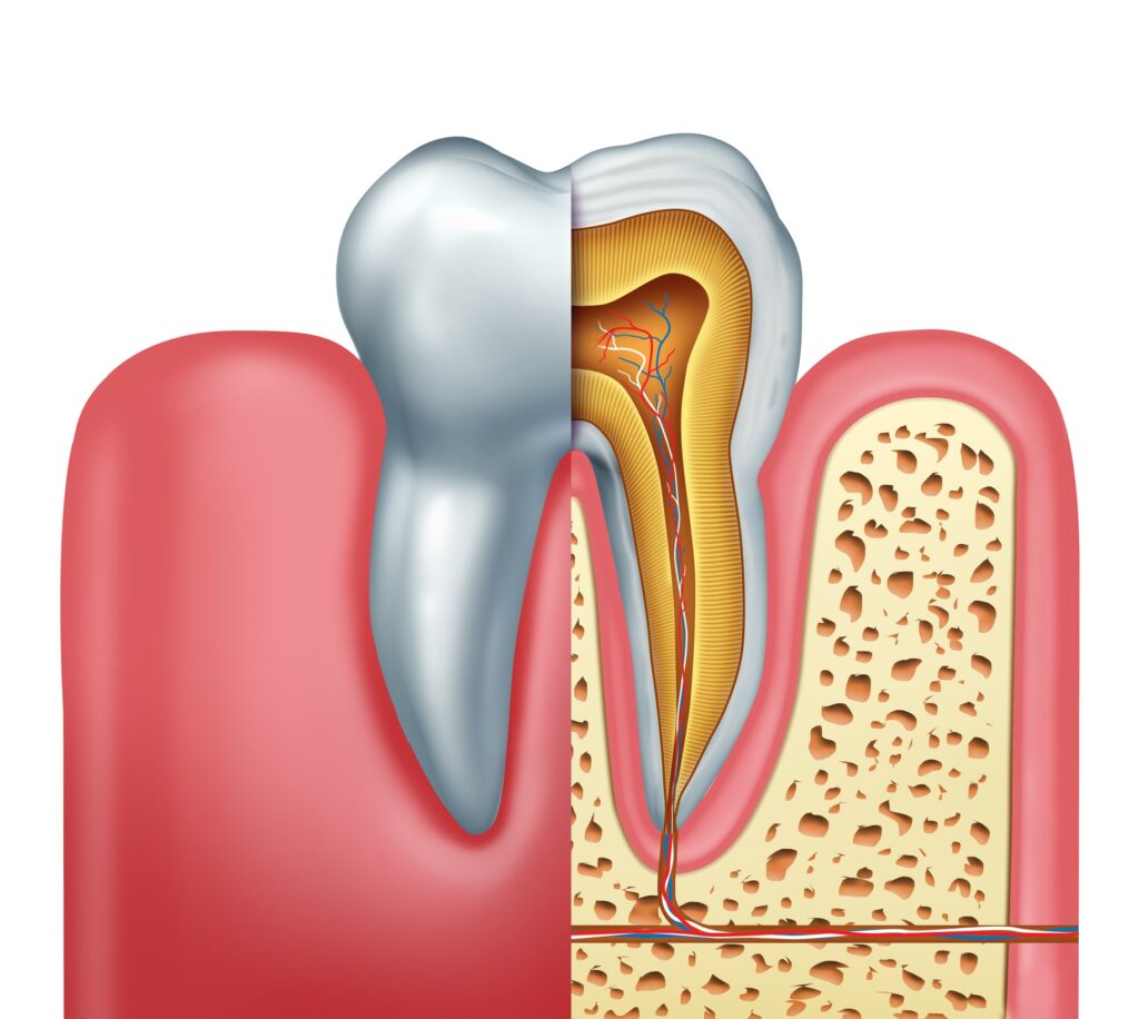 The image is a detailed cross-sectional illustration of a tooth and its surrounding structures. The tooth is shown with its outer enamel layer, dentin, and the inner pulp chamber, which contains nerves and blood vessels. The surrounding structures include the gum tissue and the alveolar bone.